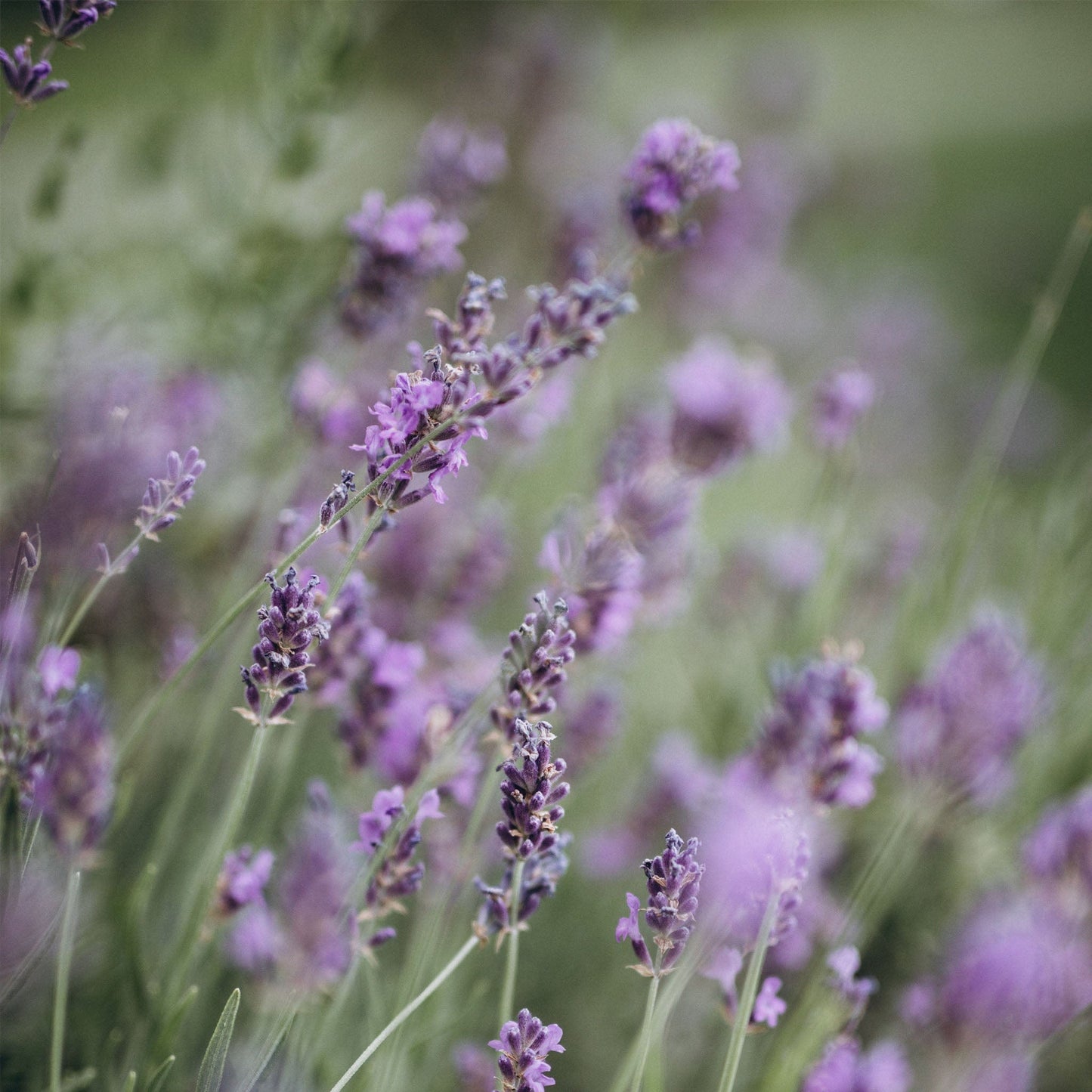 Difusor de Ambiente Lavanda Forêt Difusor de Ambiente com Varetas
