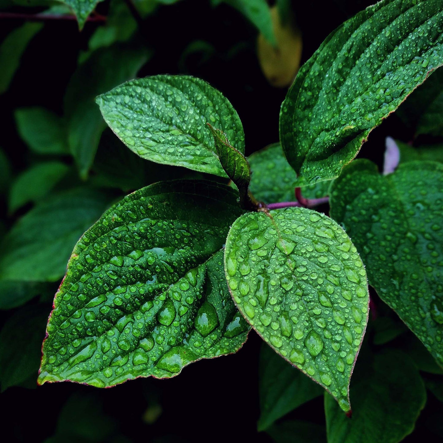 Óleo Essencial Menta Forêt Óleo Essencial
