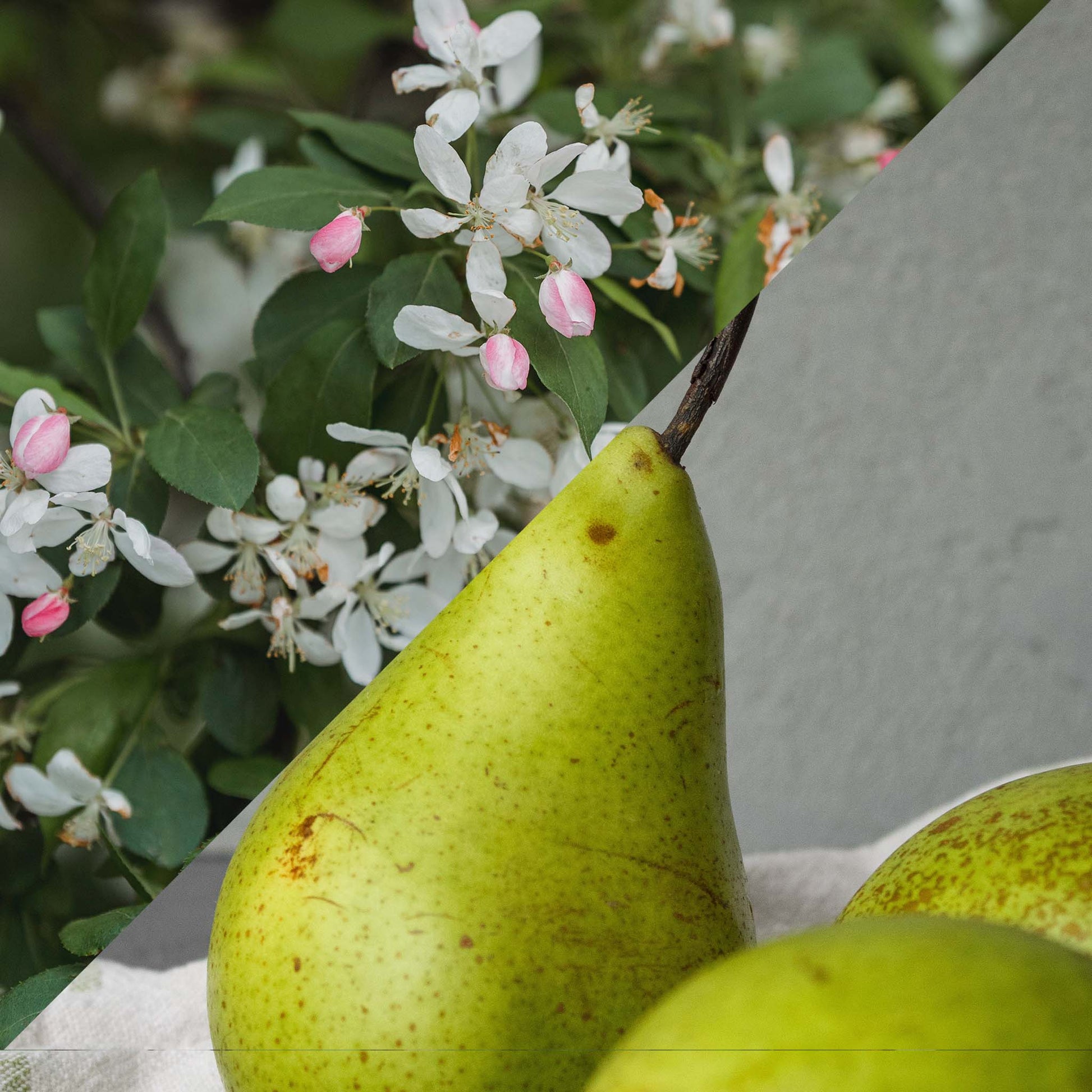 Vela Aromática Pera e Jasmin Forêt Vela Perfumada